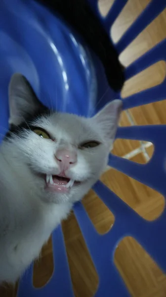 바구니에서 귀여운 고양이 — 스톡 사진
