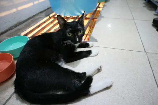 Kucing Hitam Kecil Yang Lucu — Stok Foto