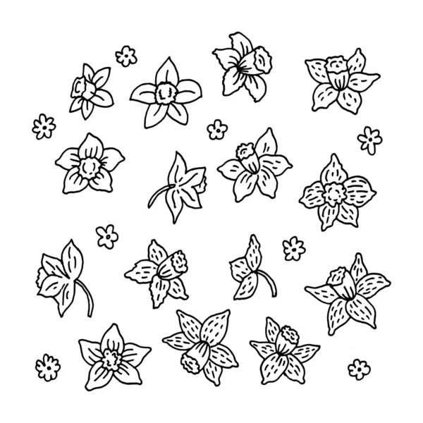 Ескіз Розмальовки Набір Квітів Нарциси — стоковий вектор