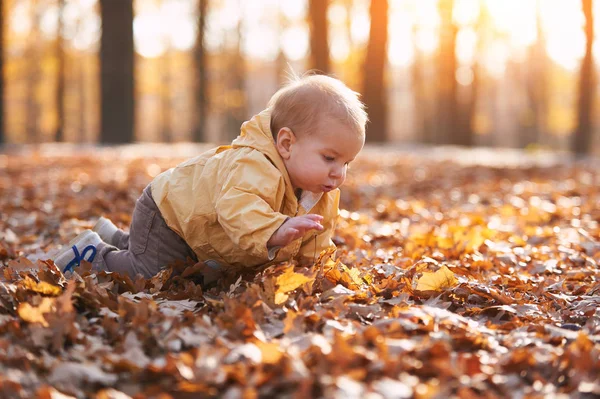 Pequeño niño arrastrándose entre las hojas caídas en el parque de otoño en el día soleado — Foto de Stock