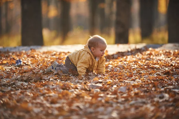 Menino pequeno rastejando entre as folhas caídas no parque de outono no dia ensolarado — Fotografia de Stock