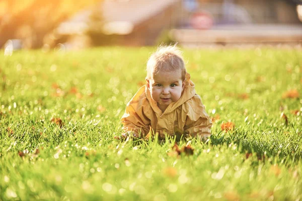 Kleiner Junge krabbelt bei sonnigem Wetter zwischen umgefallenen Blättern auf dem grünen Rasen — Stockfoto