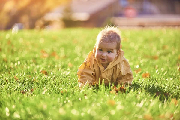 Kleiner Junge krabbelt bei sonnigem Wetter zwischen umgefallenen Blättern auf dem grünen Rasen — Stockfoto