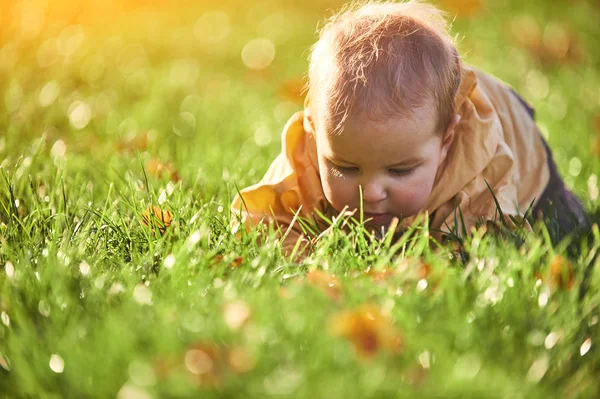 Kleiner Junge krabbelt bei sonnigem Wetter zwischen umgefallenen Blättern auf dem grünen Rasen — Stockfoto