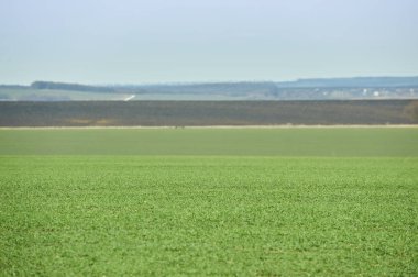 Kırsal peyzaj. Kar şeritli kış buğdayı yeşil alan. Ukrayna'da Bahar.