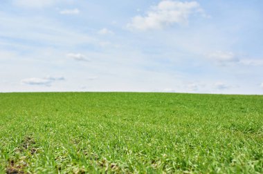 Yeşil buğday ve mavi gökyüzü ile Alan, bahar zamanı
