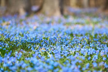 ilk mavi çiçekler Scilla ormanda erken baharda büyür