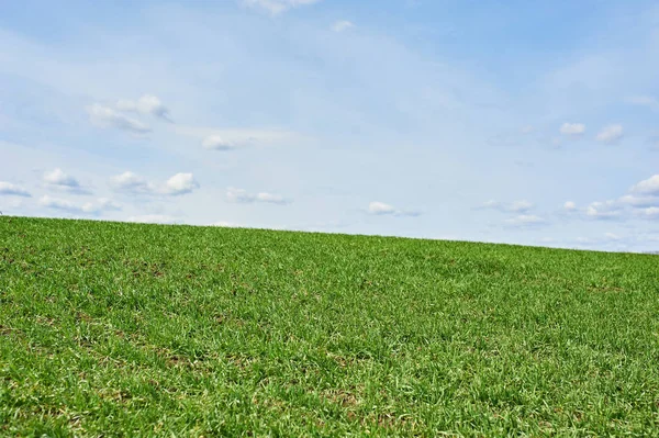 녹색 밀과 푸른 하늘, 봄이 있는 들판 — 스톡 사진