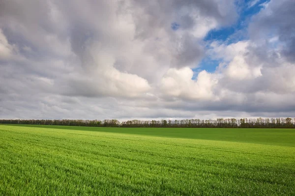 Campo com trigo verde e céu dramático — Fotografia de Stock