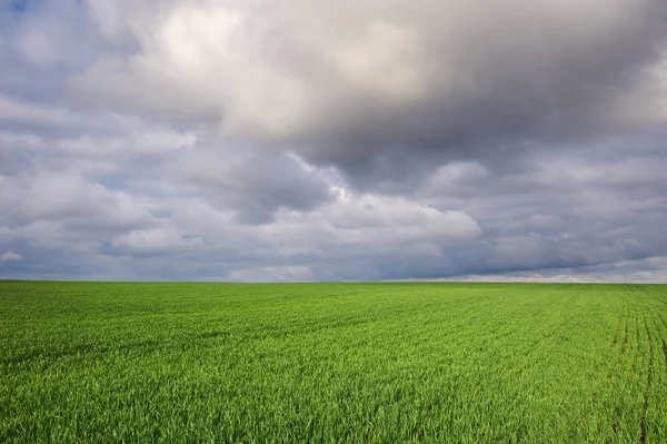 Field with green wheat and dramatic sky — 스톡 사진