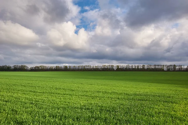 Field with green wheat and dramatic sky — 스톡 사진