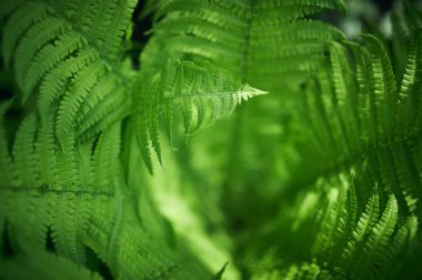 Beautyful ferns yeşil yeşillik doğal çiçek fern arka plan bırakır. seçici odak