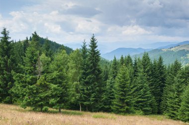Ön planda köknar ağaçları ile dağ manzara. Güneşli bir gün. Karpatlar, Ukrayna