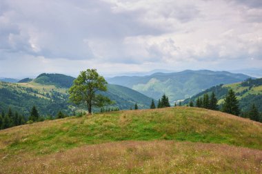 Ön planda çim en iyi ot ve çiçeklerle dolu dağ manzarası. Güneşli bir gün. Karpatlar, Ukrayna