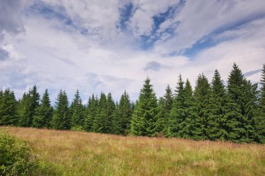Ön planda köknar ağaçları ile dağ manzara. Güneşli bir gün. Karpatlar, Ukrayna