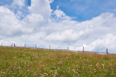 Ön planda çim en iyi ot ve çiçeklerle dolu dağ manzarası. Güneşli bir gün. Karpatlar, Ukrayna
