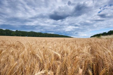 Buğday tarlası. Altın buğday kulakları yakın yukarı. Çayır buğday alanının olgunlaşma kulakları arka plan