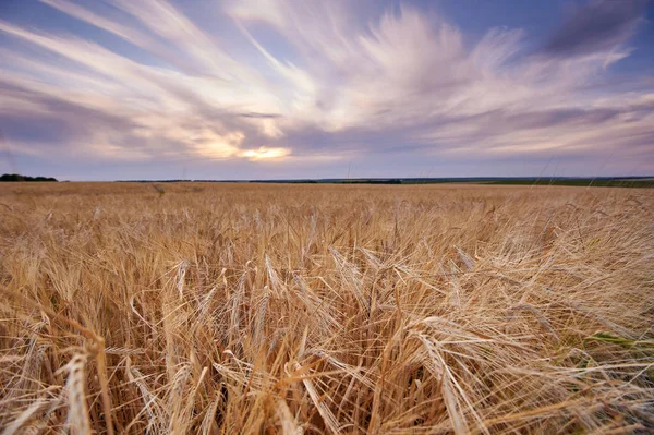 Pšeničné pole. Uši zlaté pšenice jsou blízko. Pozadí dozrávacích uší pšenice louka — Stock fotografie