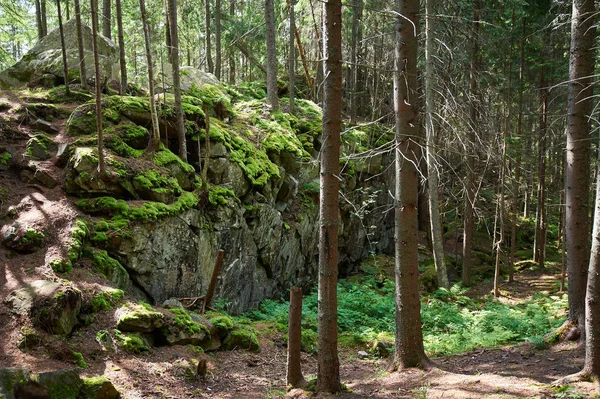 Pusztai táj-erdő sziklákkal, fenyőfákkal és moha — Stock Fotó