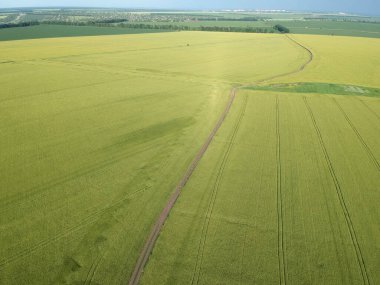 Yeşil kırsal bir bölgenin havadan görünüşü. Buğday tarlası. Drone fotoğrafı.