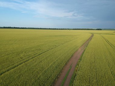 Yeşil kırsal bir bölgenin havadan görünüşü. Buğday tarlası. Drone fotoğrafı.