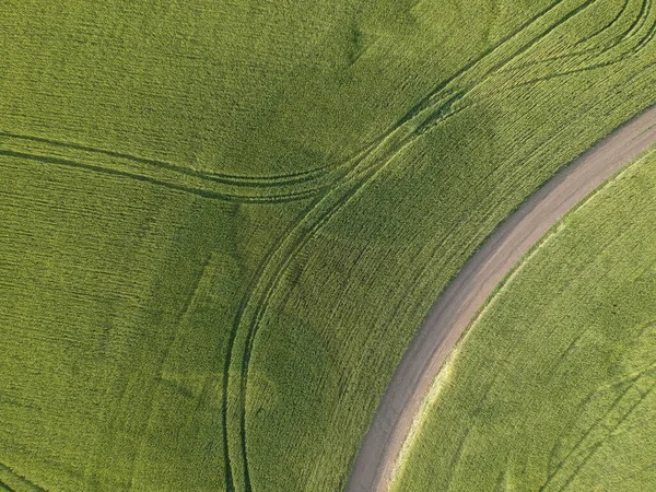 緑豊かな田園地帯の空中ビュー 小麦の畑 ドローン写真 — ストック写真