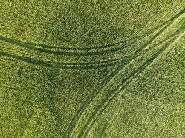 Vista Aérea Uma Área Rural Verde Campo Trigo Drone Foto — Fotografia de Stock