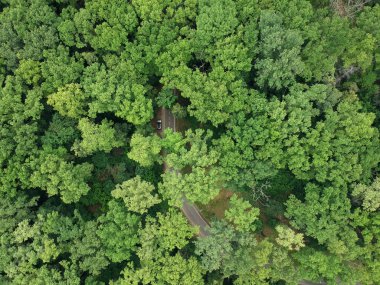 Yeşil ormandan geçen yol..
