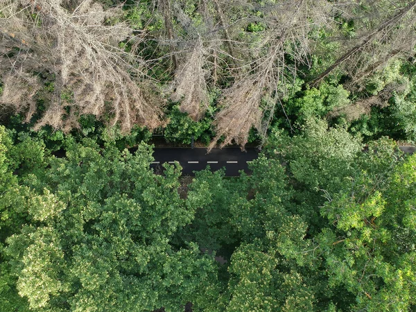 Дорога Через Зелений Ліс — стокове фото