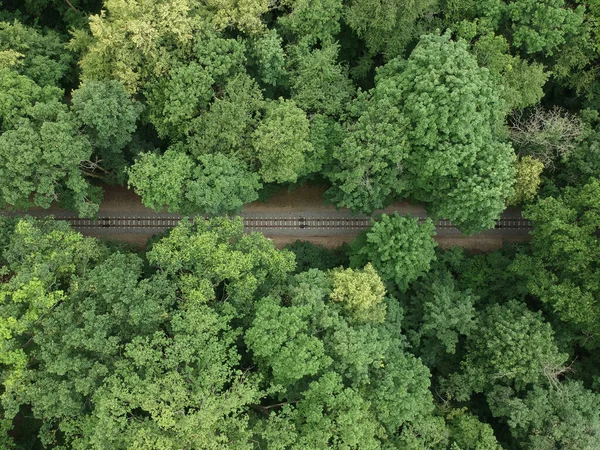 Widok Powietrza Dronem Kolejowym Zielonym Lesie — Zdjęcie stockowe