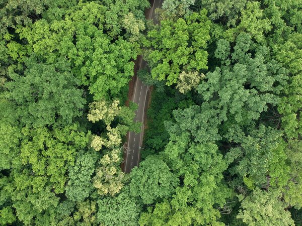 Road through the green forest.