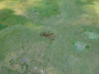 Yaz günü yeşil otlaktaki sığırların havadan görünüşü