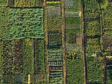 Green vegetable garden, aerial view Ukraine clipart