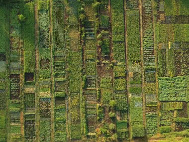 Green vegetable garden, aerial view Ukraine clipart