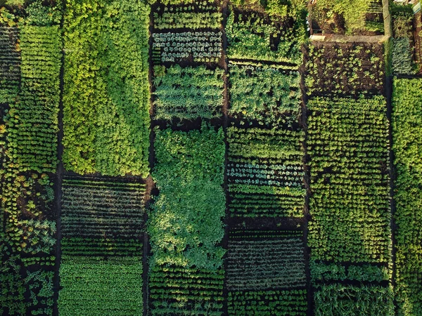 Horta Verde Vista Aérea Ucrânia — Fotografia de Stock