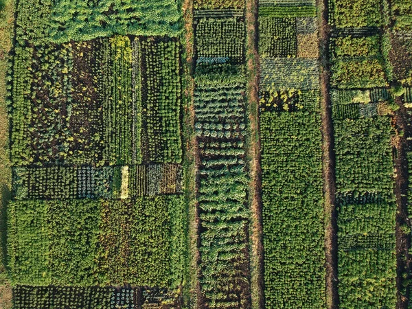 緑の野菜の庭 空中ビューウクライナ — ストック写真