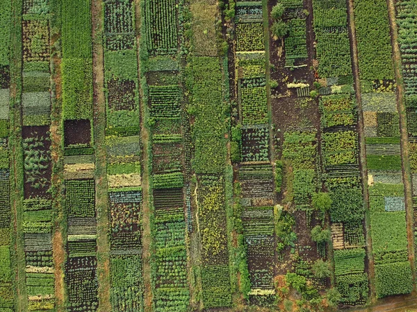 Grüner Gemüsegarten Luftaufnahme Ukraine — Stockfoto