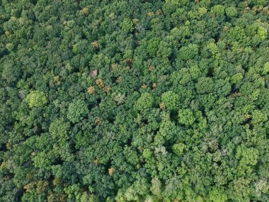 Yaz günü Ukrayna 'daki ormanın hava görüntüsü, insansız hava aracı fotoğrafı.