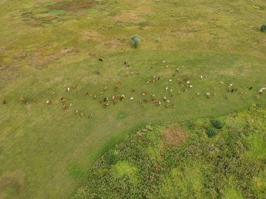 Yeşil bir çayırda otlayan ineklerin hava manzarası. Drone fotoğrafçılığı.