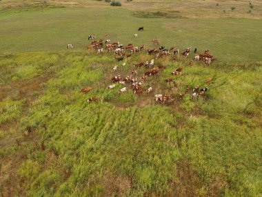 Yeşil bir çayırda otlayan ineklerin hava manzarası. Drone fotoğrafçılığı.