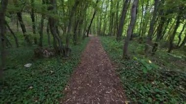 Walking through a green forest path with mossy stones and fallen leaves, captured with a moving camera. Peaceful woodland atmosphere in summer.