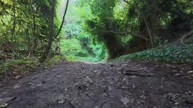 Walking through a green forest path with mossy stones and fallen leaves, captured with a moving camera. Peaceful woodland atmosphere in summer.