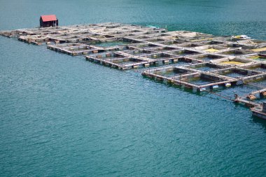 Zaovine Gölü 'ndeki alabalık havuzu, Tara dağı, Sırbistan