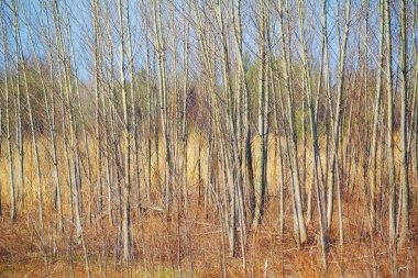 Sonbahar ormanı geçmişi. Ağaçlar arka planda. Kavak ağaçları