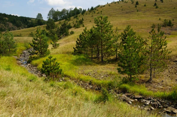 Zlatibor Bergslandskap Serbien Zlatiborberget Serbien Fält Och Ängar Zlatibor Stockfoto