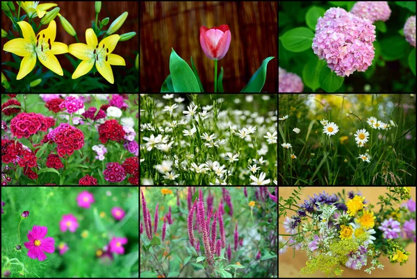 Vårblommor Collage Collage Med Mycket Blommor Stockbild