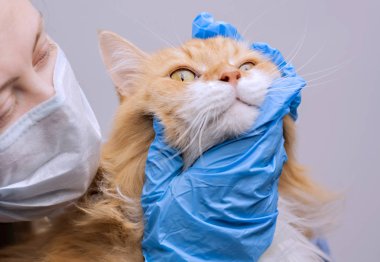 Hayvan hastalıklarıyla ilgili bilim: bir kedi bir veteriner inceliyor.