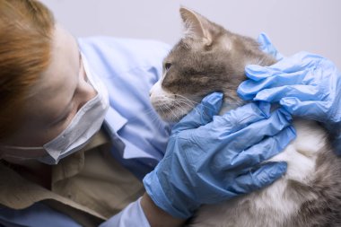 Hayvan hastalıklarıyla ilgili bilim: bir kedi bir veteriner inceliyor.