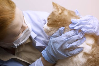 Hayvan hastalıklarıyla ilgili bilim: bir kedi bir veteriner inceliyor. Işık etkisi, tonlama