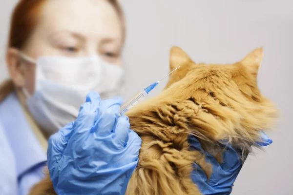 A veterinarian makes an injection of a vaccine to a pet cat.